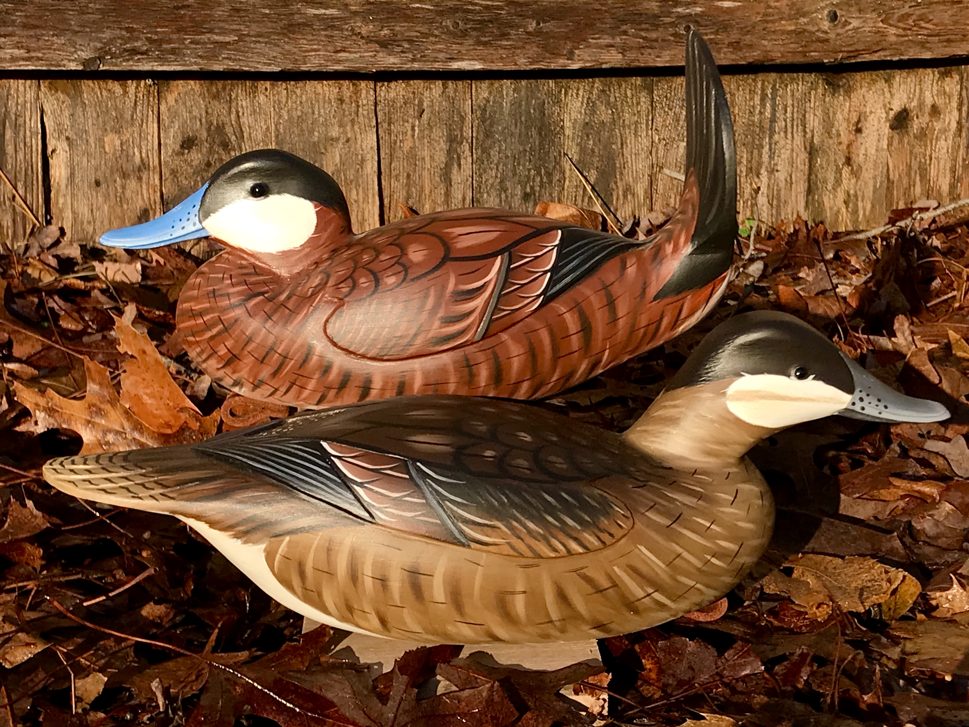 waterfowl ruddy duck mounts